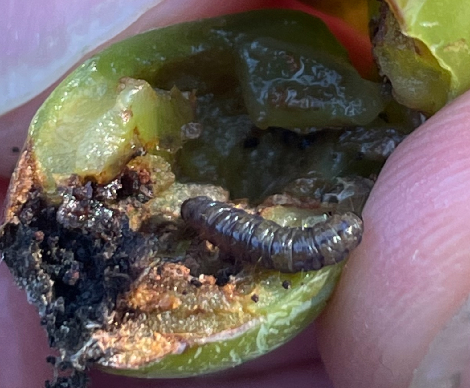 Grape berry moth damage on grape clusters.